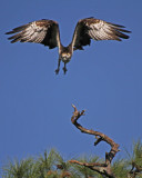 Osprey in flight