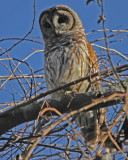 Barred Owl