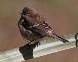 Yellow-rumped Warbler