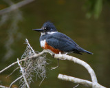 Belted Kingfisher