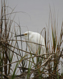 Snowy Egret