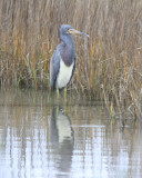 Tricolored Heron