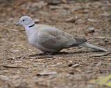 Eurasian Collared Dove