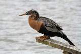Anhinga - breeding plumage