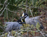 Yellow-crowned Night Heron pair