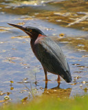 Green Heron