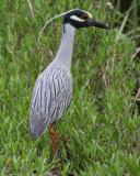 Yellow-crowned Night Heron