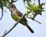 Great Crested Flycatcher