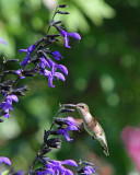 Ruby-throated Humingbird