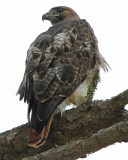 Red-tailed Hawk