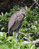 Yellow-crowned Night Heron (Juvenile)