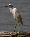 Little Blue Heron (juvenile)