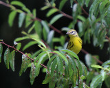 Prairie Warbler