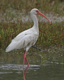 White Ibis