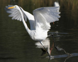 Great Egret