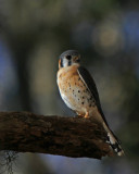 American Kestrel