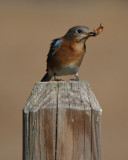 Eastern Bluebird