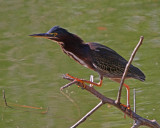 Green Heron