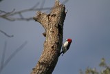 Red-headed Woodpecker