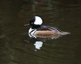 Hooded Merganser