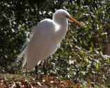 Great Egret