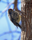 Yellow-bellied Sapsucker
