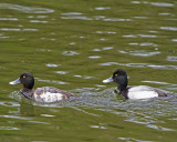 Lesser Scaup duo