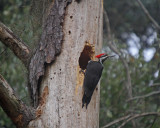 Pileated Woodpecker