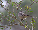 Northern Mockingbird