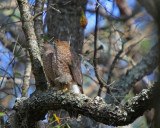 Sharp-shinned Hawk pair