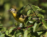 Prairie Warbler