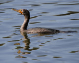 Cormorant