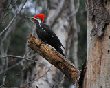 Pileated Woodpecker