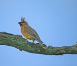 Cedar Waxwing