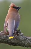 Cedar Waxwing