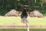 Anhinga