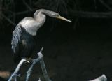 Anhinga
