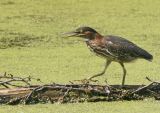 Green Heron