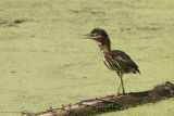 Green Heron
