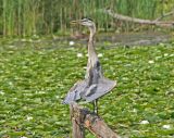 Great Blue Heron