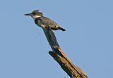 Belted Kingfisher