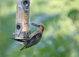 Red-bellied Woodpecker