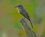 Eastern Phoebe