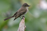 Eastern Pheobe