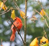Northern Cardinal