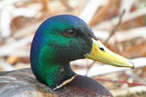 Mallard Portrait