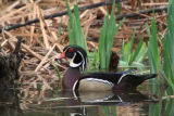 Wood Duck