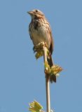 Savannah Sparrow