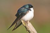Tree Swallow