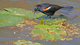 Red-winged Blackbird